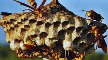 5 loài vật đến nhà đuổi không đi: Điềm báo phong thủy Tiền Vào Như Nước