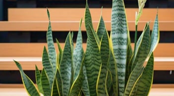 Cây lưỡi hổ tốt cho phong thuỷ nhưng không Đơn Giản: Nhiều người đặt sai vị trí mà không hay