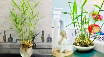 Người mệnh này trồng gừng phong thủy trong năm 2026 để gặp dữ hóa lành, tiền tài dư dả