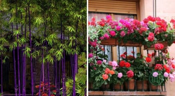 4 cây cảnh “đổi vận” được giới giàu ưa chuộng: Càng trồng càng sinh lộc, nhà cửa thêm vượng khí