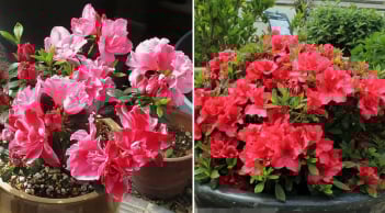 Người thuộc 2 mệnh này trồng hoa đỗ quyên trong nhà vào dịp Tết Bính Ngọ 2026, năm mới tiền vào như nước