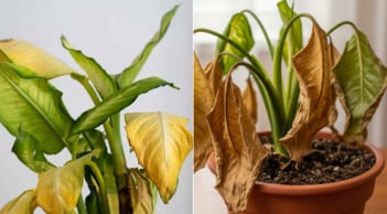 5 dấu hiệu trong nhà cảnh báo tài lộc suy yếu, gia chủ quanh năm khó khăn