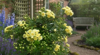 Nở suốt 160 ngày, hương thơm dịu sâu: Loài hoa leo trồng trước cổng giúp nhà thêm vượng khí