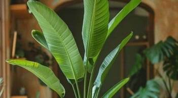 3 dấu hiệu cây cảnh trong nhà đang “hút” năng lượng của gia chủ, cần xử lý ngay để tránh hao tài lộc