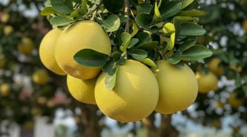 Cây bưởi trong phong thủy: Vì sao được coi là “kho lộc” của nhiều gia đình?