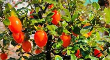 Gần Tết, trong nhà có 1 cây hồng đá này, tụ tài, hút lộc, năm mới phúc lộc đầy nhà