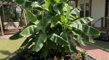 Mỹ chọn ra 5 cây ăn quả lý tưởng trồng trước sân: Loại cuối cùng người Việt quen trồng từ lâu