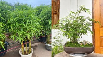 Tết Bính Ngọ đặt 2 cây đặc biệt này trước cửa nhà, năm mới gia chủ phất lên ầm ầm, tiền tài no đủ