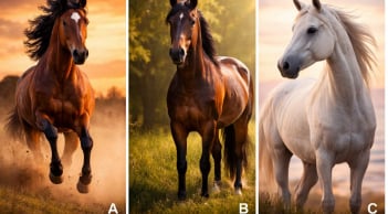 Quiz: Chọn 1 con ngựa để biết Vận May Nổi Bật nhất của bạn trong năm Bính Ngọ 2026