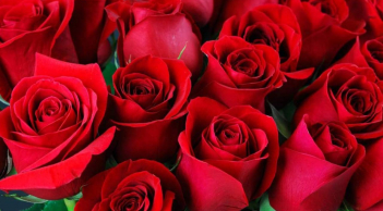 Trắc nghiệm tâm lý: Chọn một bông hoa bạn thích nhất để khám phá điều bạn đang thiếu trong cuộc sống