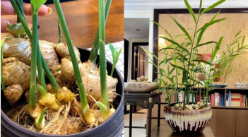 Cách trồng gừng phong thủy hút lộc cho Tết Bính Ngọ 2026