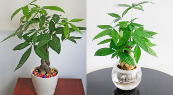 Tết Bính Ngọ 2026, đặt 3 loại cây này trong phong khách, gia chủ đón lộc, Tiền - Tài no đủ