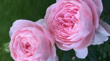 Trắc nghiệm nhanh: Bạn đang thiếu năng lượng ở khía cạnh nào của cơ thể?