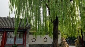 3 loại cây trồng trước nhà, cây càng xanh người càng suy kiệt, lao đao: Đó là cây gì?