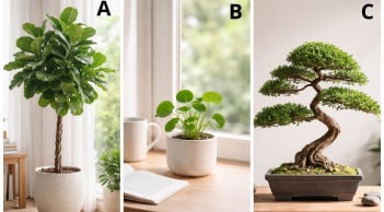 Quiz: Chọn 1 cây cảnh thu hút bạn nhất để biết năm 2026 sẽ mang lại cho bạn niềm vui theo cách nào