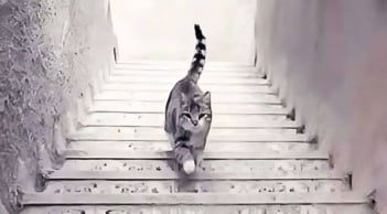 Quiz tính cách: Công việc nào giúp bạn đạt được thành công?