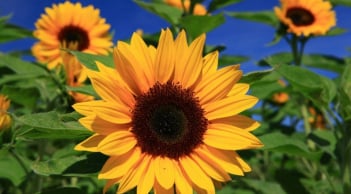 Trắc nghiệm: Loài hoa bạn yêu thích tiết lộ nguồn năng lượng bạn toả ra