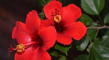 Bính Ngọ 2026: 5 loại hoa mang vận rủi, không đặt trong nhà