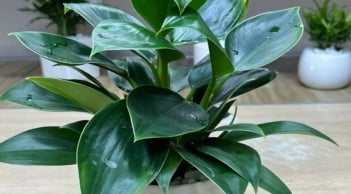 Trắc nghiệm vui: Tâm hồn bạn trẻ trung hơn bao nhiêu tuổi so với tuổi thật?