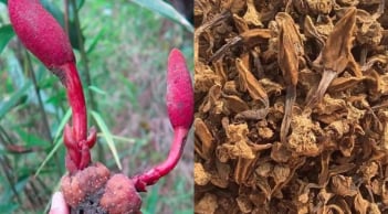 Cây mọc dại tên “ngượng đỏ mặt” mỗi năm chỉ có một mùa, nay thành đặc sản rừng giá 400.000 đồng/kg