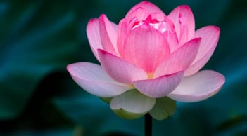 Cuối năm nên mua 7 loại hoa này để xua vận xui, hút tài lộc, tiền bạc vào nhà