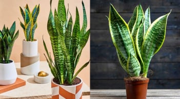 Vì sao để năm Bính Ngọ 2026 tài lộc dồi dào nên trồng cây lưỡi hổ?