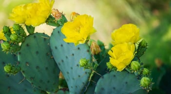 3 loại cây phá phong thủy không nên trồng trong năm Bính Ngọ 2026