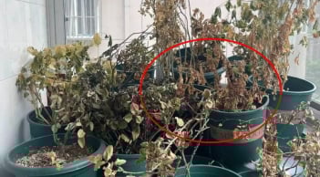 3 thứ 'không may mắn' này dù thế nào cũng tuyệt đối không nên để trong nhà