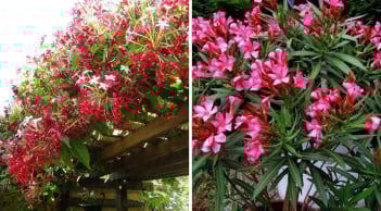 Không phải trồng cây nào cũng tốt: 4 loại cây cảnh không nên trồng, dễ hao tài tán lộc, gia đạo bất an