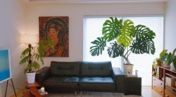 Người xưa dặn: 3 cây cảnh như “thiên thần hộ mệnh”, cây càng tốt người càng vượng