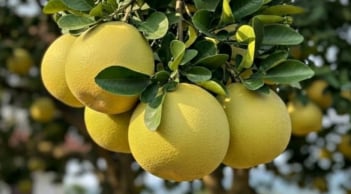 Vì sao cây bưởi được ví là “kho lộc” phong thủy? Bí mật giúp gia chủ tụ tài, giữ của và hút may mắn