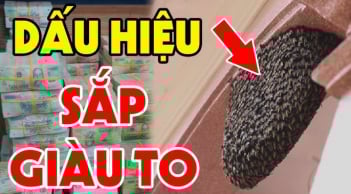 4 con vật này vào nhà Thần Tài ghé thăm, càng ở lâu càng nhiều của