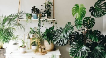 3 cây cảnh lá lớn được coi là 'Hot Trend' của năm 2026, tràn đầy hơi thở nhiệt đới, chiêu tài, cầu may