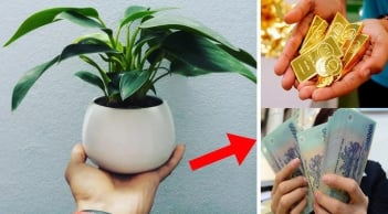 3 loại cây dân buôn chuộng nhất, gọi Tiền Tài theo về