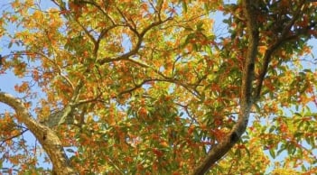 Người xưa truyền lại: 3 cây cảnh trồng trong nhà phúc khí ổn định, gia đình giàu sang