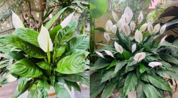 Tưới cây lan ý bằng loại nước này, hoa nở quanh năm