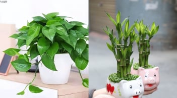 5 loại cây cảnh được ví như 'bùa hộ mệnh' hút tài lộc cho gia chủ, càng trồng càng giàu