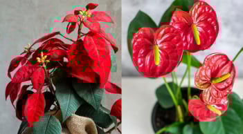 Tết Bính Ngọ 2026: 5 vị trí đặt cây cảnh trong nhà hút tài lộc, sang năm mới hốt vàng hốt bạc