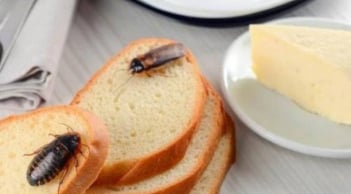 3 cách đuổi gián tại nhà an toàn, hiệu quả, không ảnh hưởng sức khỏe gia đình