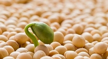 3 thực phẩm giúp chị em trẻ lâu, khỏe mạnh