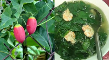 Cây bình bát dây – loại rau dại “từ lá đến quả đều ăn được” khiến người thành phố tìm mua