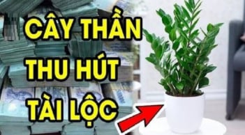 Dân buôn bán cực chuộng 3 cây cảnh này: Vừa “hút” tiền tài, vừa giúp gia chủ khỏe lên trông thấy