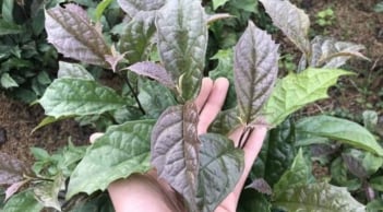 Loại cây mọc nhiều ở vùng núi cao được xem là “khắc tinh” của ung thư, bác sĩ khuyến nghị sử dụng đúng cách