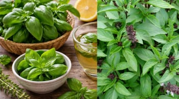 Cách dùng lá húng quế đúng cách để hỗ trợ thải độc và phòng bệnh