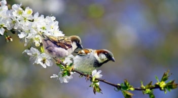 Lập Xuân 2026 vào ngày giờ nào và có gì đặc biệt?