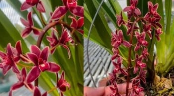 3 loại hoa “vượng tài - trấn trạch” mạnh hơn lưỡi hổ, kim tiền: Trồng càng nhiều, gia chủ càng phát lộc