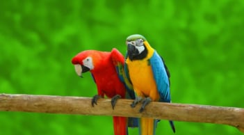 Trắc nghiệm tâm lý: Trực giác chọn đôi vẹt may mắn, hé lộ vận may và tính cách của bạn