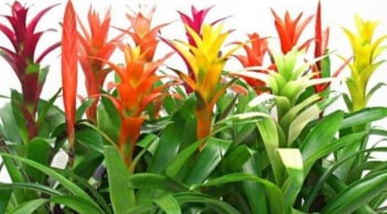 4 loại hoa tuyệt đối đừng mang đi biếu tặng: Nhà có thì giữ lại, đem cho dễ “hao lộc, tán may”