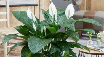 4 loại hoa tuyệt đối đừng mang đi tặng: Nhà có thì giữ, tặng nhầm dễ mất lộc, hao may mắn