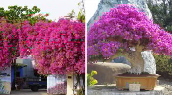 2 tuổi này trồng hoa giấy là 'đắc tài, đắc lộc': Hoa tốt tươi tài khí theo vào nhà